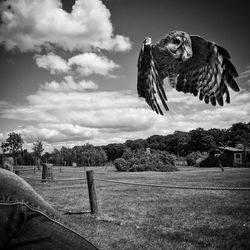 Bird on landscape against sky