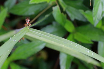 Close-up of raindrops on leaf