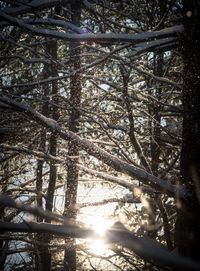 Low angle view of trees in forest