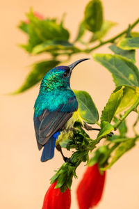 Close-up of bird perching on branch