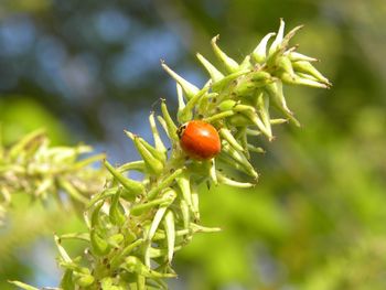 Close-up of strawberry growing on plant