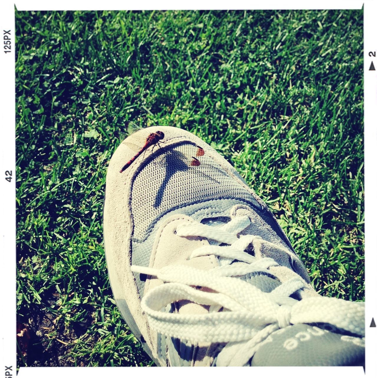 transfer print, auto post production filter, grass, field, high angle view, shoe, close-up, grassy, green color, outdoors, day, footwear, plant, sunlight, no people, growth, nature, pair, low section, part of