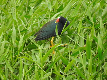 Bird perching on a plant