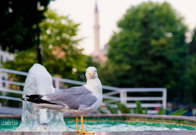 Close-up of seagull perching on railing by swimming pool