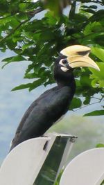 Close-up of bird perching on a tree