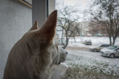 Close-up of dog against sky
