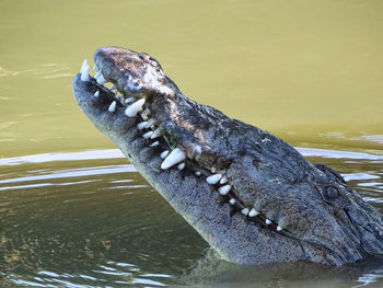 Close up view of a lizard alligator gator head on water