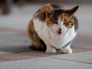 Portrait of cat outdoors