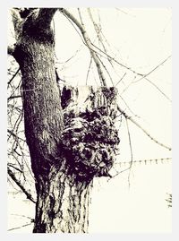 Low angle view of bare trees