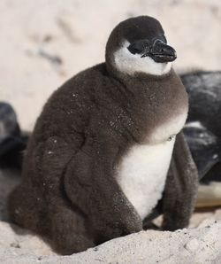 Close-up of penguin on rock