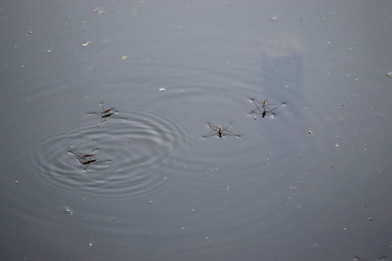 HIGH ANGLE VIEW OF DUCKS IN A LAKE