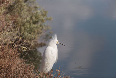 Side view of a bird against blurred background