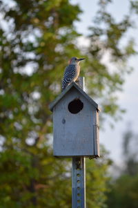 Low angle view of bird perching on wooden post