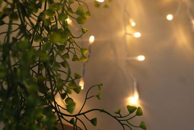 Close-up of illuminated tree at night