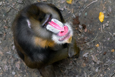 High angle view of monkey