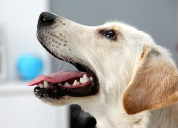 Close-up of dog looking away