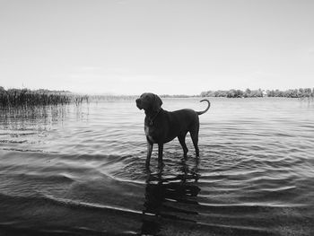 Dog in water