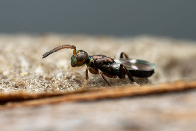 Extreme close up of a tiny wasp which parasitizes praying mantis eggs.