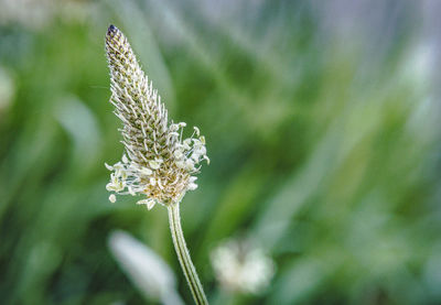 Close-up of flowering plant