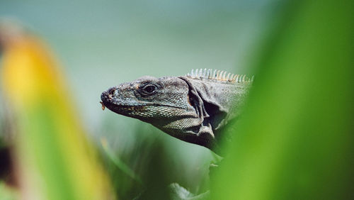 Close-up of a lizard