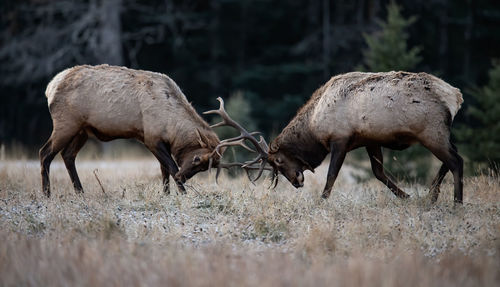 Deer fighting on land