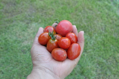 Close-up of hand holding strawberries