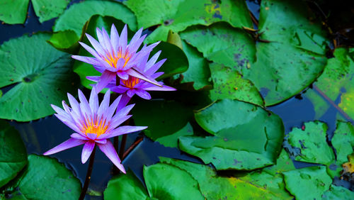 Purple water lily in pond with grass in the tropical garden.