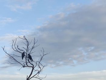 Low angle view of bare tree against sky