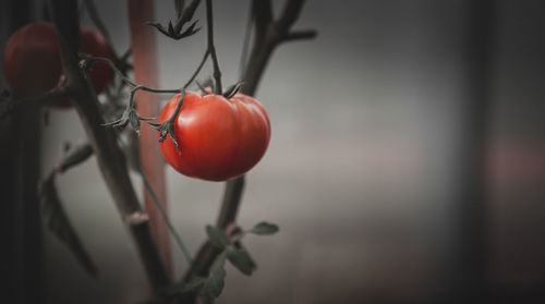 Close-up of cherries on plant