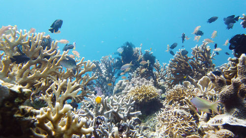 View of fish swimming in sea