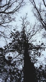 Low angle view of silhouette trees against sky