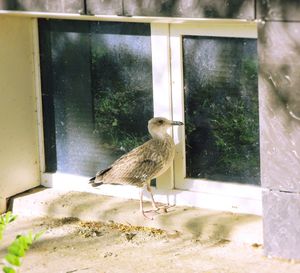 Close-up of bird