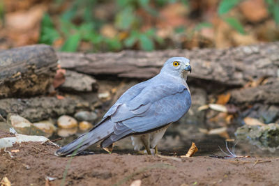 Beautiful bird shikra  huter of hawk drink water on pond