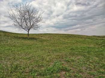 Bare tree on field against sky