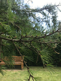 Close-up of pine tree