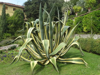 Close-up of flowering plant in garden