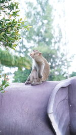 Monkey sitting on tree against plants