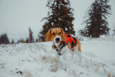 Dog on snow covered land