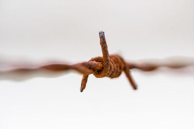 Close-up of barbed wire against white background