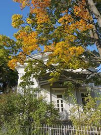 Low angle view of tree by building against sky