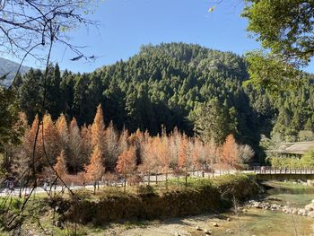 Scenic view of lake in forest against sky