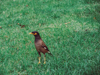 Bird perching on grass