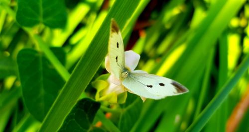 Close-up of butterfly on flower