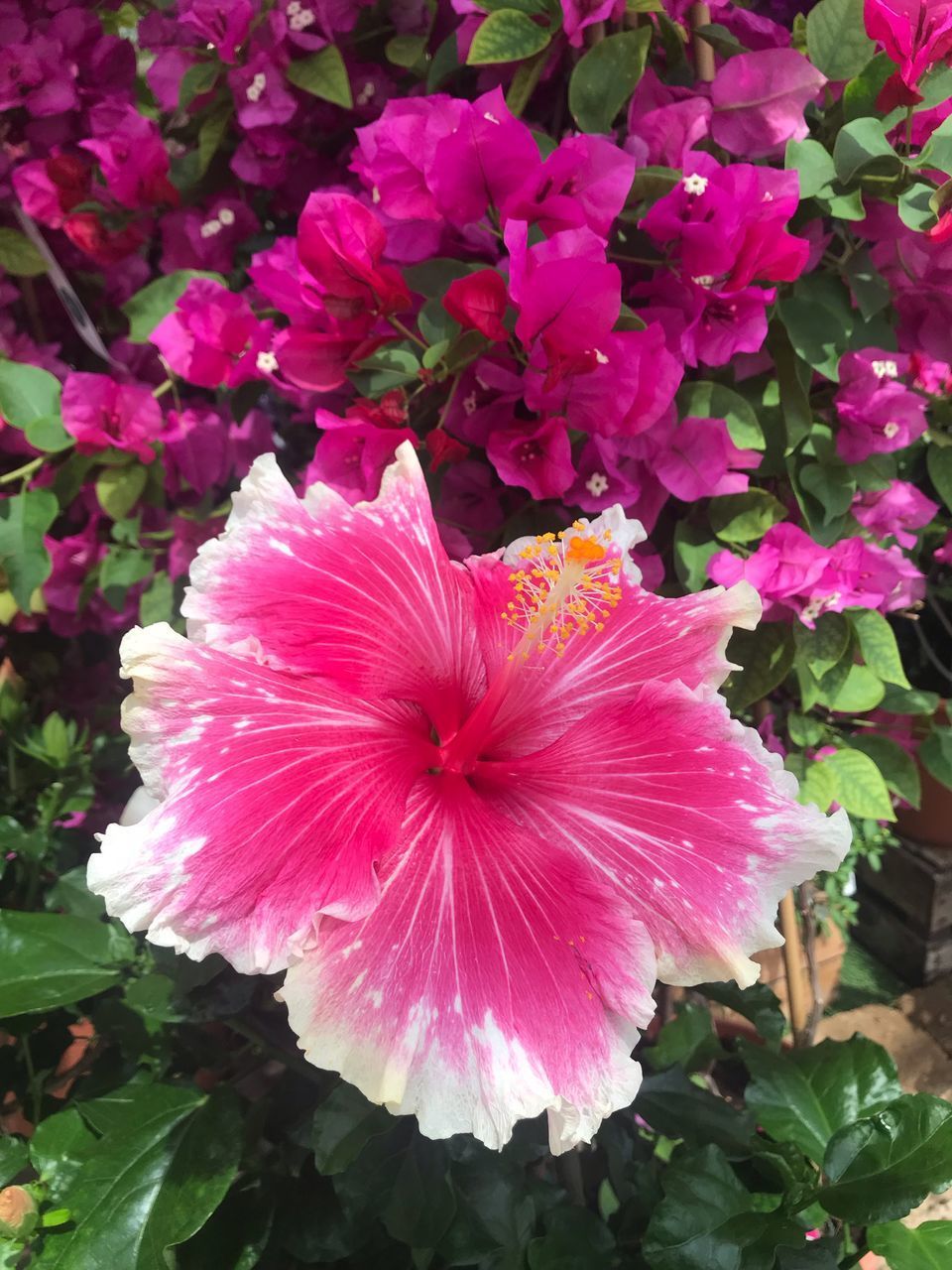 CLOSE-UP OF PINK ROSE FLOWER