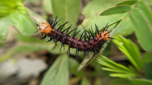 Caterpillar on the leaves