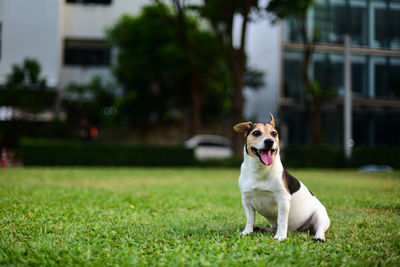 Dog in a field