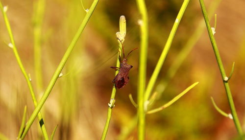 Close-up of insect on plant