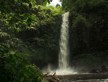 Scenic view of waterfall in forest