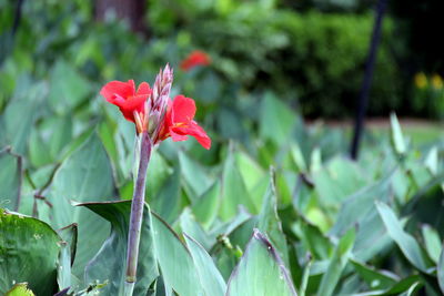 Close-up of red flowering plant