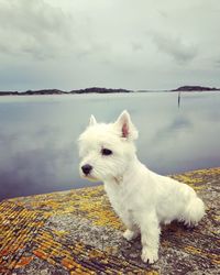 White dog looking away against sky